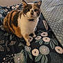 cat, calico, pet, animal, bed, bedding, floral_pattern, indoor, fur, whiskers, ears, paws, collar, curious, looking, domestic_cat, feline, resting, home, cute