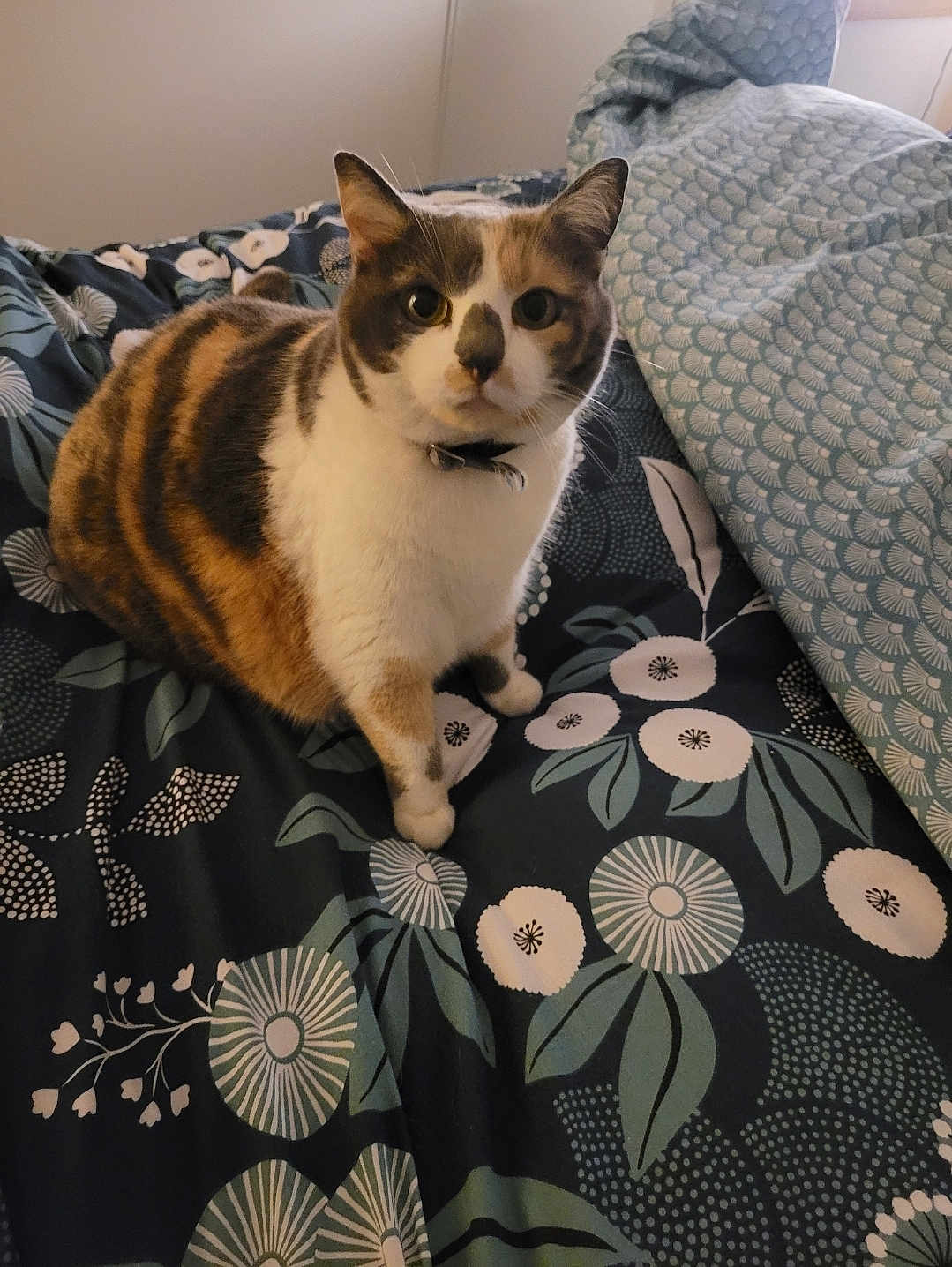 Maddy participe au concours pour gagner de l'argent avec cette photo : cat, calico, pet, animal, bed, bedding, floral_pattern, indoor, fur, whiskers, ears, paws, collar, curious, looking, domestic_cat, feline, resting, home, cute