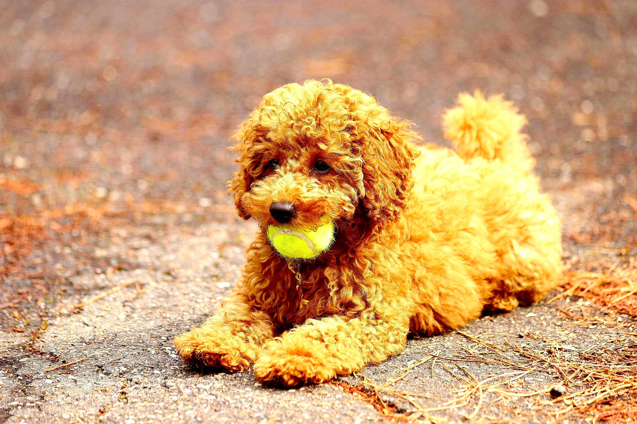 Romeo a rejoint le concours — aidez-le/la à gagner de superbes lots ! barbet, canidae, carnivore, cavapoo, cockapoo, companion_dog, dog, dog_breed, goldendoodle, labradoodle, maltepoo, mammal, miniature_poodle, poodle, poodle_crossbreed, spanish_water_dog, sporting_group, terrier, toy_poodle, vertebrate