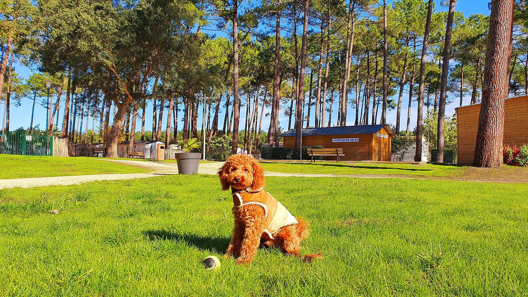 Romeo participe au concours pour gagner de l'argent avec cette photo : canidae, carnivore, companion_dog, dog, dog_breed, grass, hunting_dog, lawn, mammal, sporting_group, vertebrate, vizsla