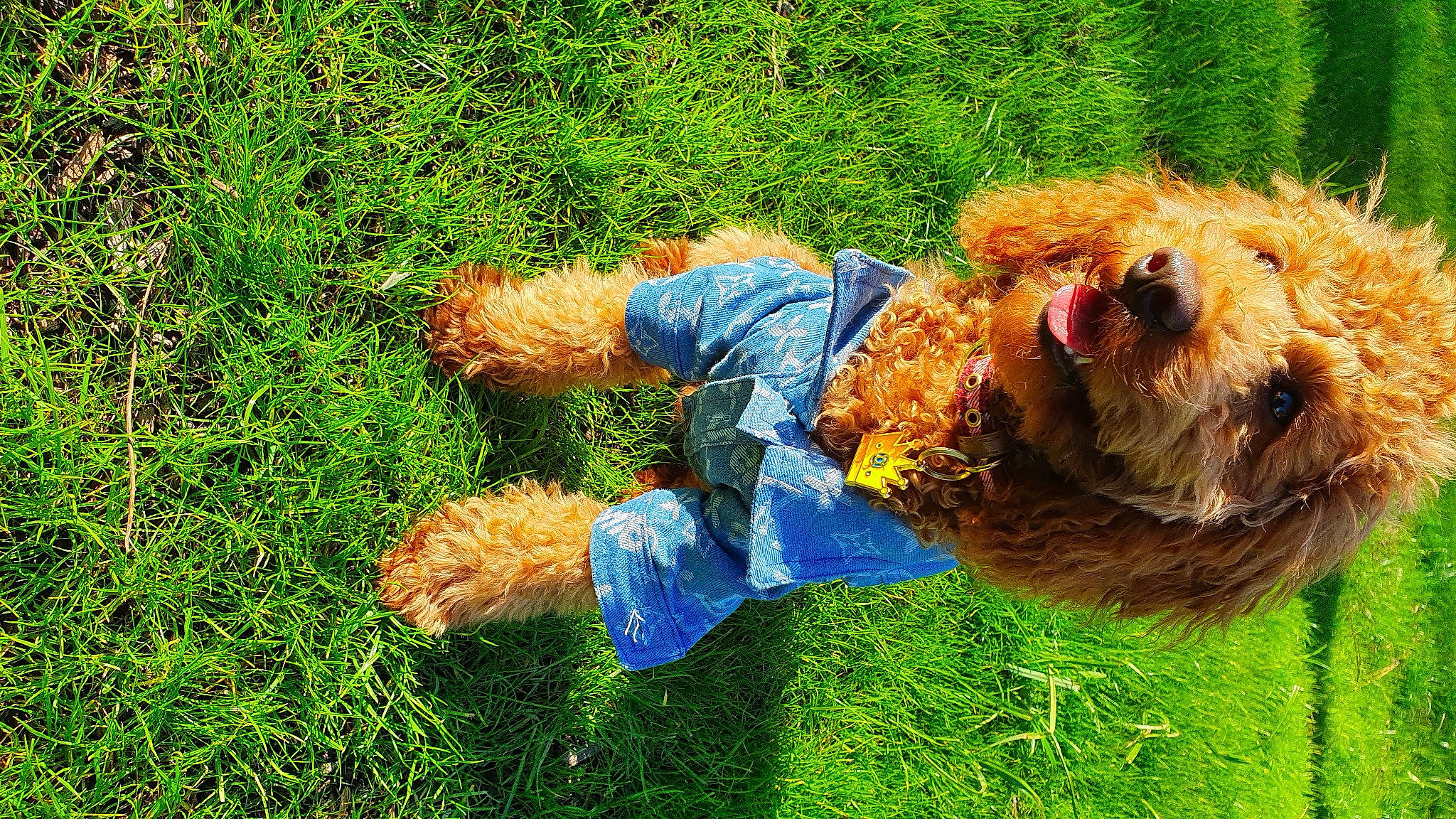 Romeo participe au concours pour gagner de l'argent avec cette photo : airedale_terrier, canidae, carnivore, cockapoo, dog, dog_breed, goldendoodle, grass, grass_family, green, irish_soft_coated_wheaten_terrier, norfolk_terrier, norwich_terrier, plant, play, schnoodle, sporting_group, sporting_lucas_terrier, terrier, welsh_terrier