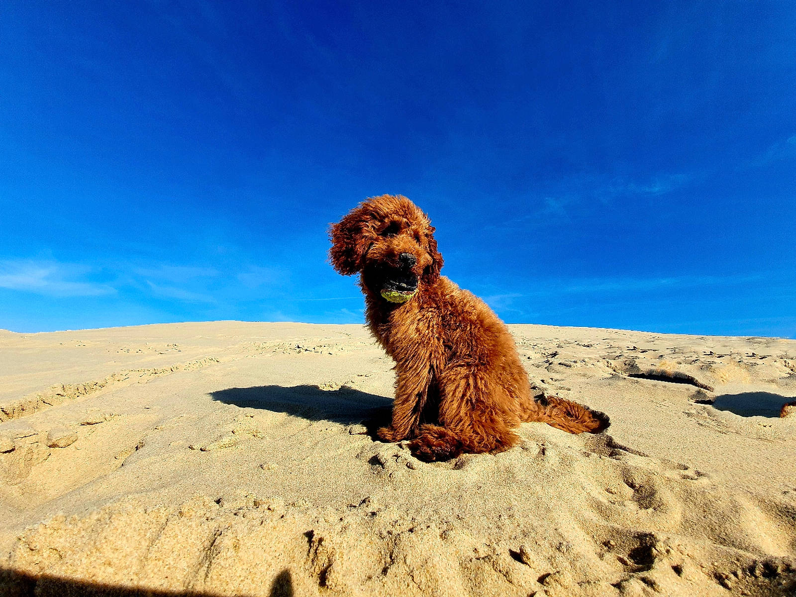 Romeo a rejoint le concours — aidez-le/la à gagner de superbes lots ! canidae, carnivore, cockapoo, dog, dog_breed, goldendoodle, labradoodle, mammal, rock, sand, sky, sporting_group, styrian_coarse_haired_hound, terrier