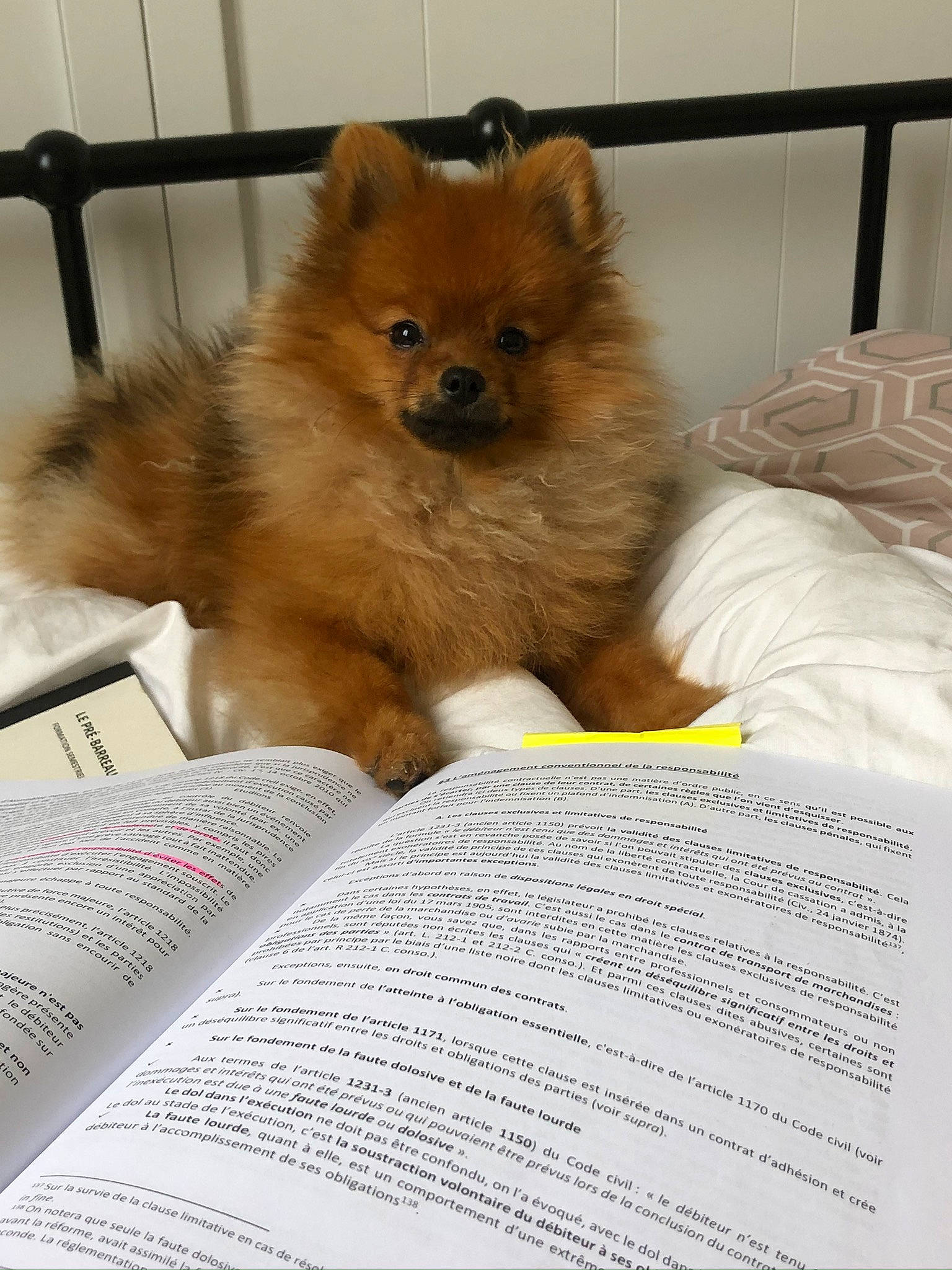 Beau participe au concours pour gagner de l'argent avec cette photo : book, canidae, carnivore, companion_dog, dog, dog_breed, fawn, font, fur, german_spitz, german_spitz_klein, liver, publication, snout, spitz, sporting_group, terrestrial_animal, toy_dog, whiskers, working_animal