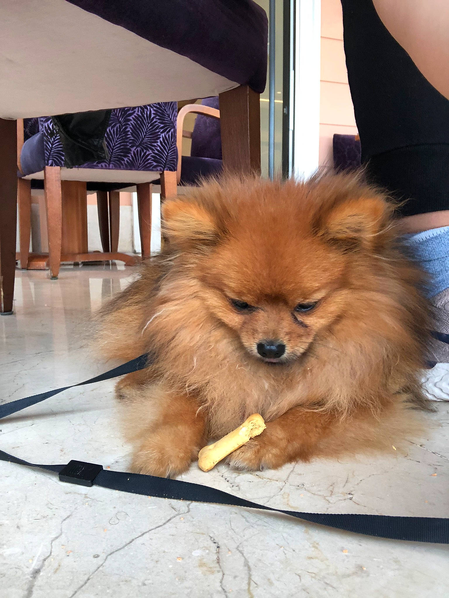 Beau a rejoint le concours — aidez-le/la à gagner de superbes lots ! carnivore, companion_dog, dog, dog_breed, fawn, floor, flooring, fur, german_spitz, hardwood, liver, snout, spitz, sporting_group, tail, terrestrial_animal, toy_dog, whiskers, wood, working_animal