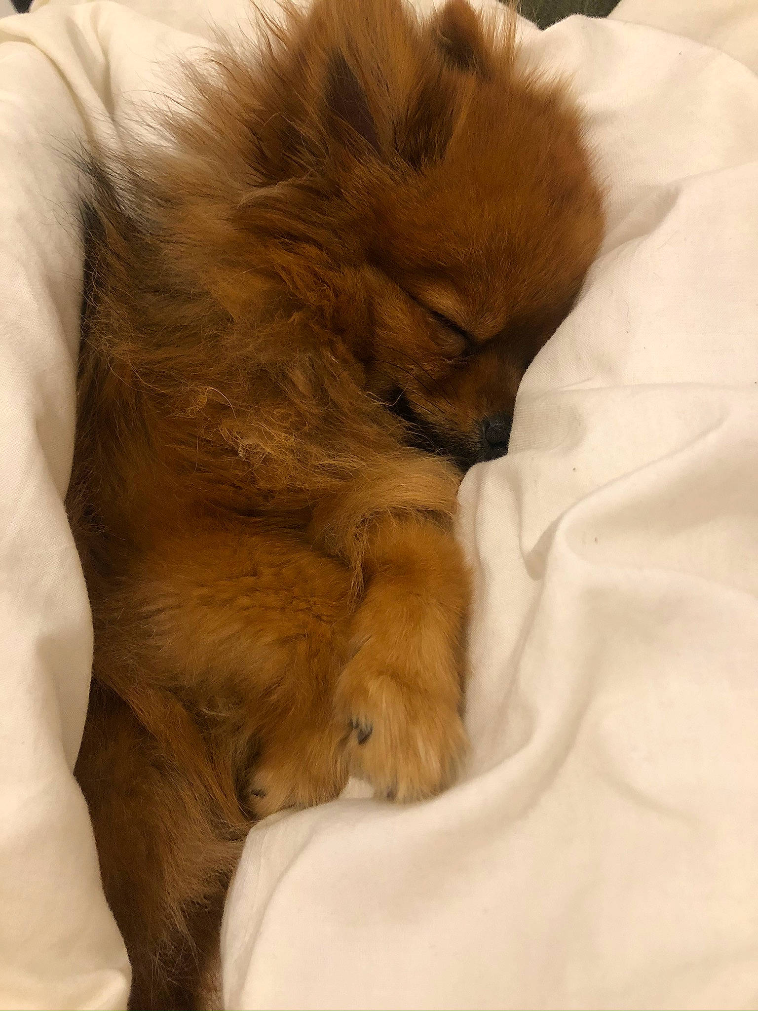 Beau participe au concours pour gagner de l'argent avec cette photo : brown, canidae, carnivore, comfort, companion_dog, dog, dog_breed, ear, fawn, felidae, fur, liver, nap, paw, small_to_medium_sized_cats, snout, sporting_group, toy_dog, volpino_italiano, whiskers