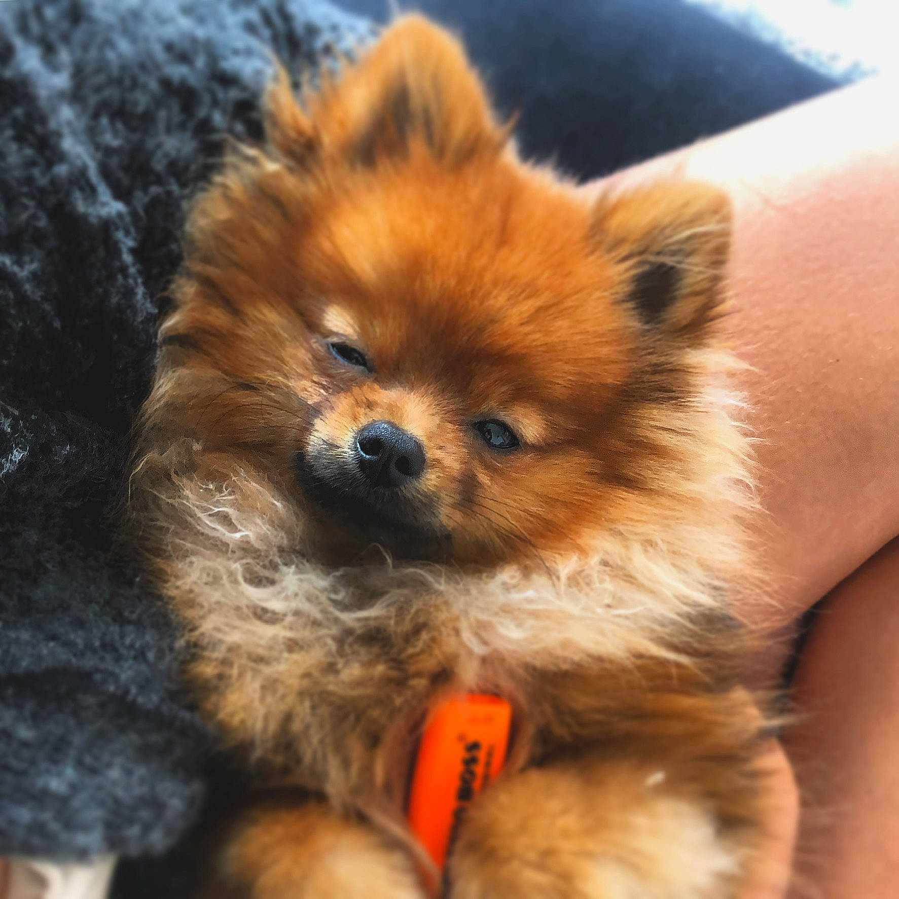 Beau participe au concours pour gagner de l'argent avec cette photo : canidae, carnivore, companion_dog, dog, dog_breed, dog_supply, ear, fawn, fur, german_spitz, german_spitz_klein, liver, pomeranian, snout, spitz, sporting_group, terrestrial_animal, toy_dog, whiskers, working_animal