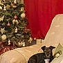 Mickey participe au concours pour gagner de l'argent avec cette photo : animal, beanbag, blanket, canine, cat, christmas, christmasdecorations, christmastree, couch, dog, dogbed, festival, furniture, kitten, pet, puppy