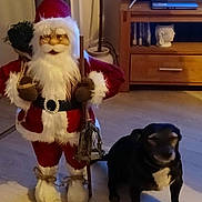 Mickey participe au concours pour gagner de l'argent avec cette photo : animal, baby, canine, christmas, christmasdecorations, computerhardware, dog, electronics, face, festival, hardware, head, monitor, person, pet, puppy, santaclaus, screen, tv