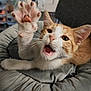 abyssinian, animal, bodypart, cat, chair, couch, electronics, finger, furniture, hand, hardware, hardwood, kitten, manx, mouth, person, pet, siamese, snout, tongue