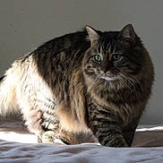 Sabi is registered to the contest to win money with this photo: cat, tabby_cat, indoor, bed, feline, fur, animal, pet, walking, green_eyes, whiskers, striped, domestic_cat, curious, mammal, soft_light, cozy, household, cute, fluffy