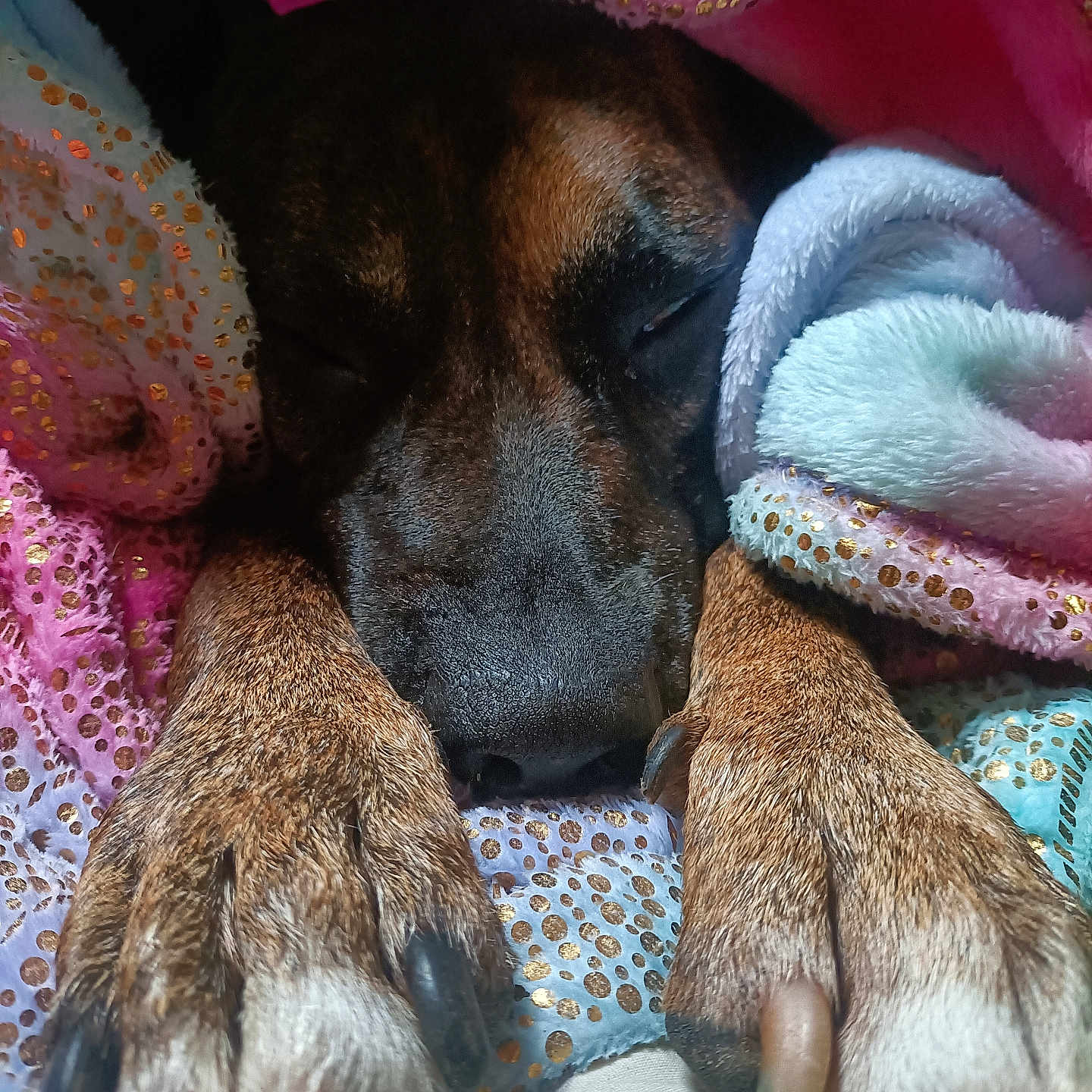 Blondin a rejoint le concours — aidez-le/la à gagner de superbes lots ! animal, beagle, blanket, bodypart, boxer, bulldog, canine, dog, electronics, finger, furniture, hand, hound, laundry, person, pet, puppy, quilt, sleeping, towel