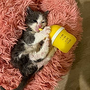 Mazzy Star is registered to the contest to win money with this photo: adorable, animal, baby_bottle, cat, cozy, cute, fluffy, furry, indoor, kitten, nursing, paws, pet, pink_bed, resting, sleepy, small, soft, yellow, young