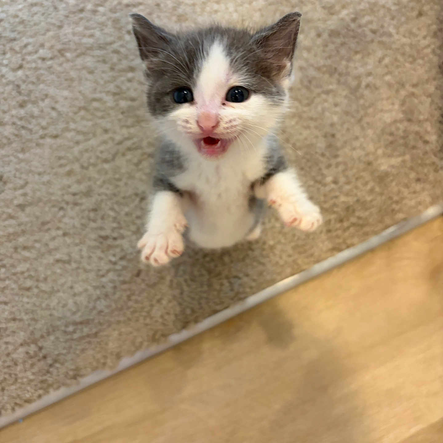 Mazzy Star joined the competition — help win amazing prizes! adorable, animal, carpet, cat, cute, ears, floor, fur, gray, indoor, kitten, looking_up, mouth_open, paws, pet, playful, small, whiskers, white, young