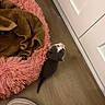 Mazzy Star joined the competition — help win amazing prizes! animal, cat, corner, cozy, curious, domestic, flooring, fur, home, indoor, kitten, looking_up, pet_bed, pink, shoe, small, sneaker, towel, wooden_floor, young
