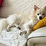dog, white_dog, fluffy, small_dog, long_hair, lying_down, relaxed, sleepy, pet, animal, indoors, couch, blanket, pillow, cream_furniture, golden_pillow, cozy, portrait, close_up, home