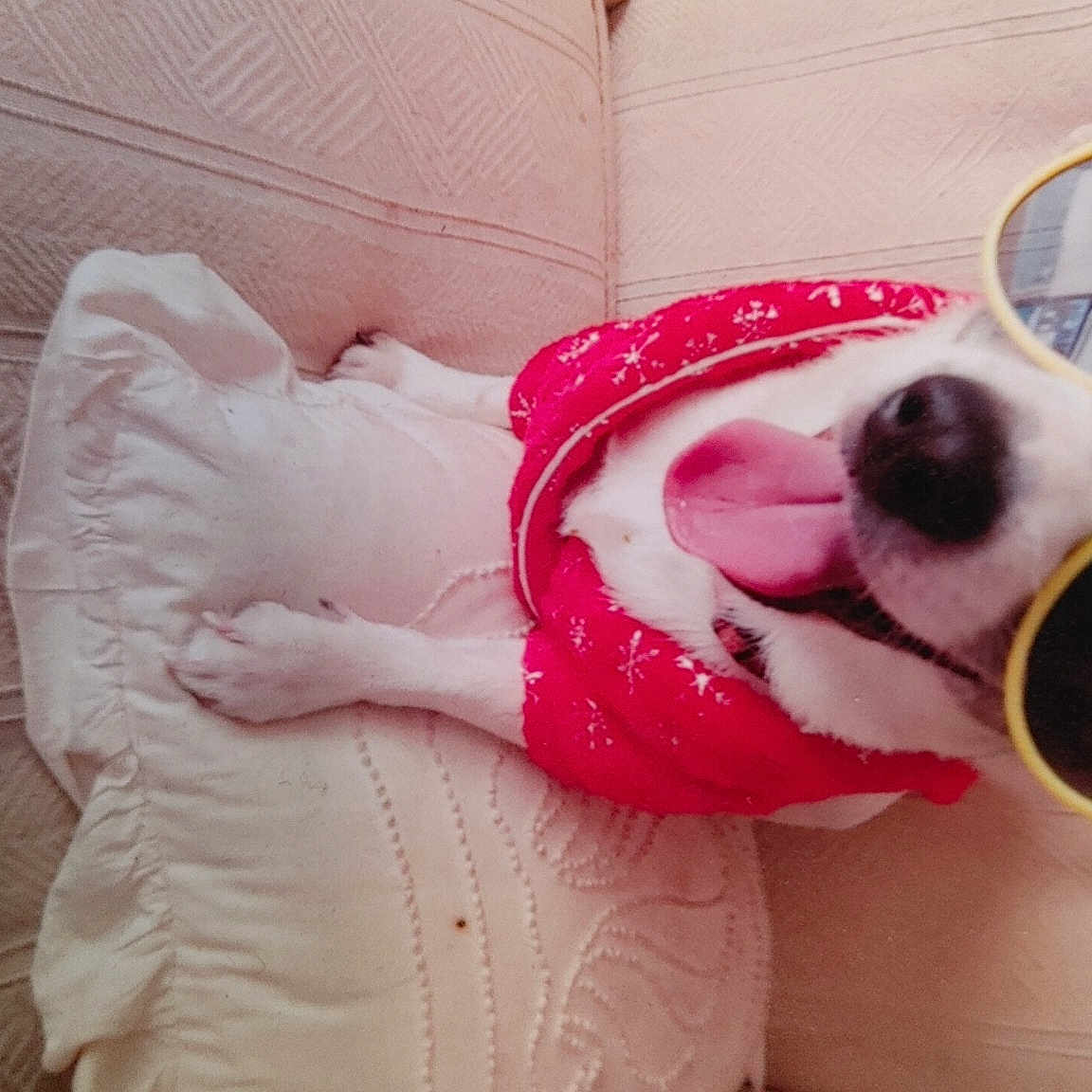 Granddaddy joined the competition — help win amazing prizes! audio_equipment, carmine, carnivore, comfort, companion_dog, dog, dog_breed, dog_supply, eyewear, fawn, fur, glasses, goggles, happy, linens, magenta, personal_protective_equipment, pink, sunglasses, vision_care