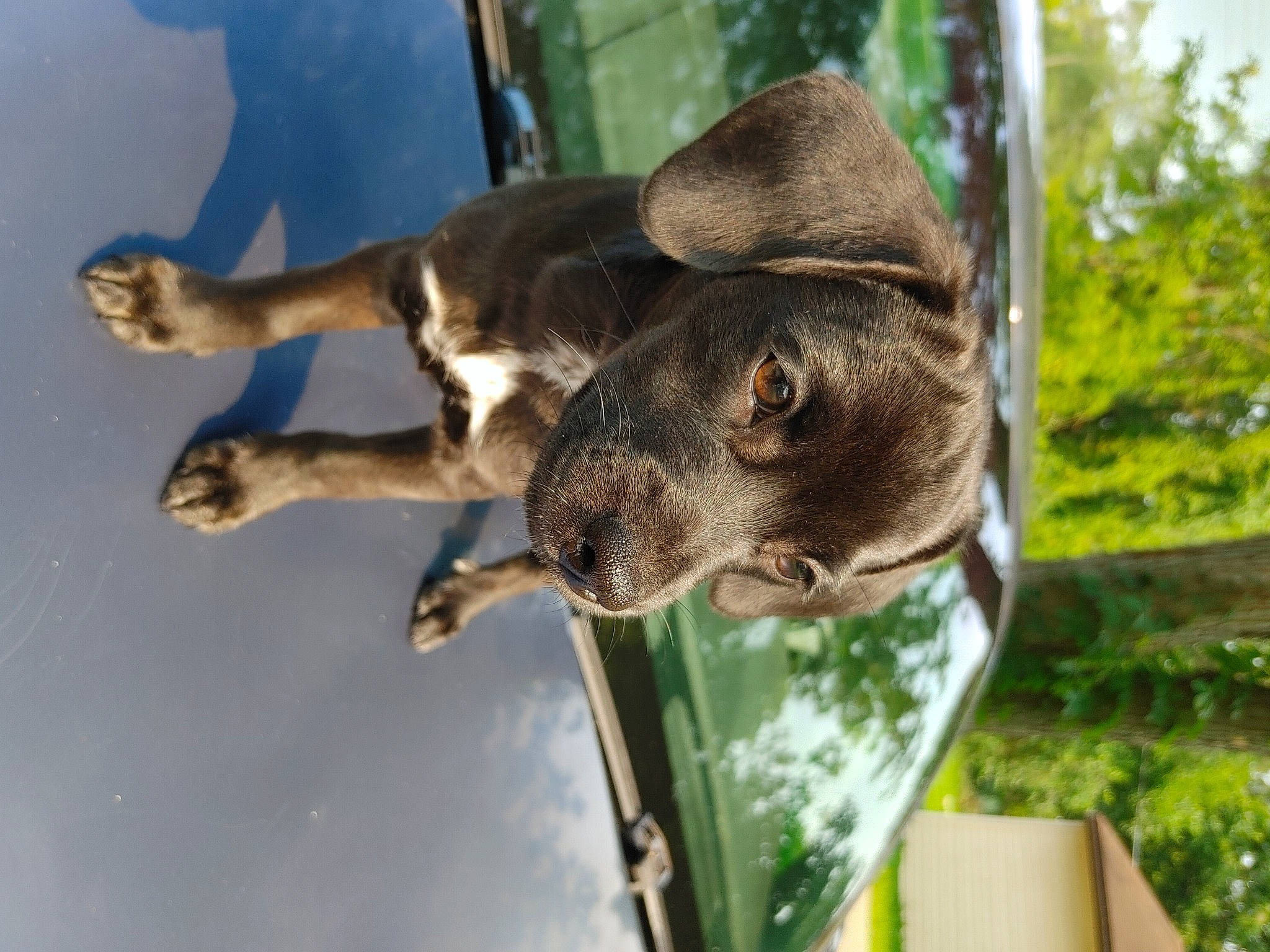 Suga Momma is registered to the contest to win money with this photo: canidae, carnivore, collar, dog, dog_breed, fashion_accessory, fawn, fur, grass, guard_dog, hat, leisure, plant, snout, sporting_group, tail, terrestrial_animal, tree, wildlife, working_animal