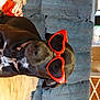 Suga Momma is registered to the contest to win money with this photo: canidae, carmine, carnivore, collar, companion_dog, dog, dog_breed, dog_collar, dog_supply, fawn, fur, guard_dog, leash, liver, personal_protective_equipment, pet_supply, snout, terrestrial_animal, whiskers, working_animal