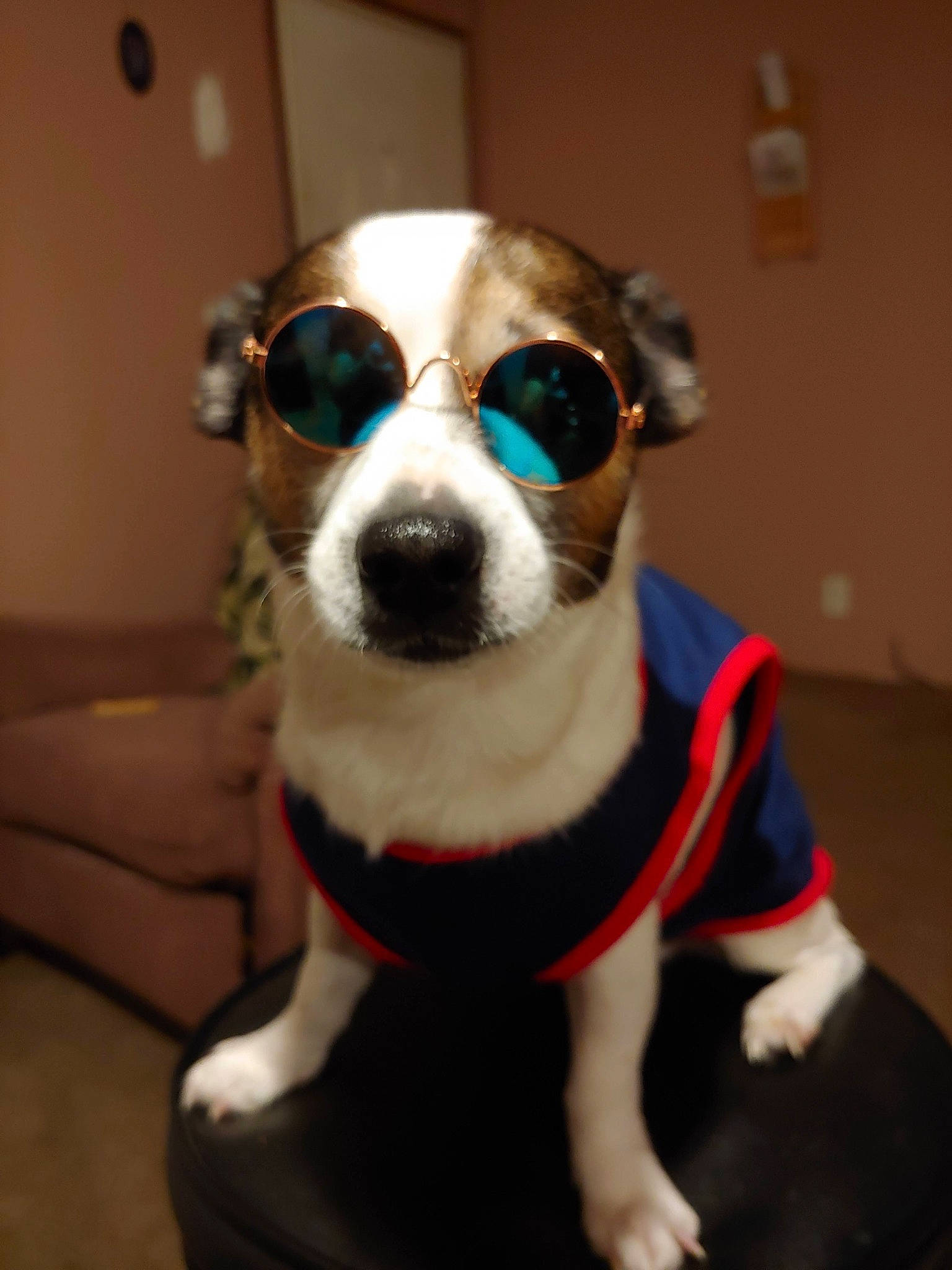 Grandady joined the competition — help win amazing prizes! audio_equipment, carnivore, collar, companion_dog, dog, dog_breed, dog_collar, dog_supply, ear, eyewear, fawn, goggles, head, personal_protective_equipment, snout, sporting_group, sunglasses, vision_care, whiskers, working_animal