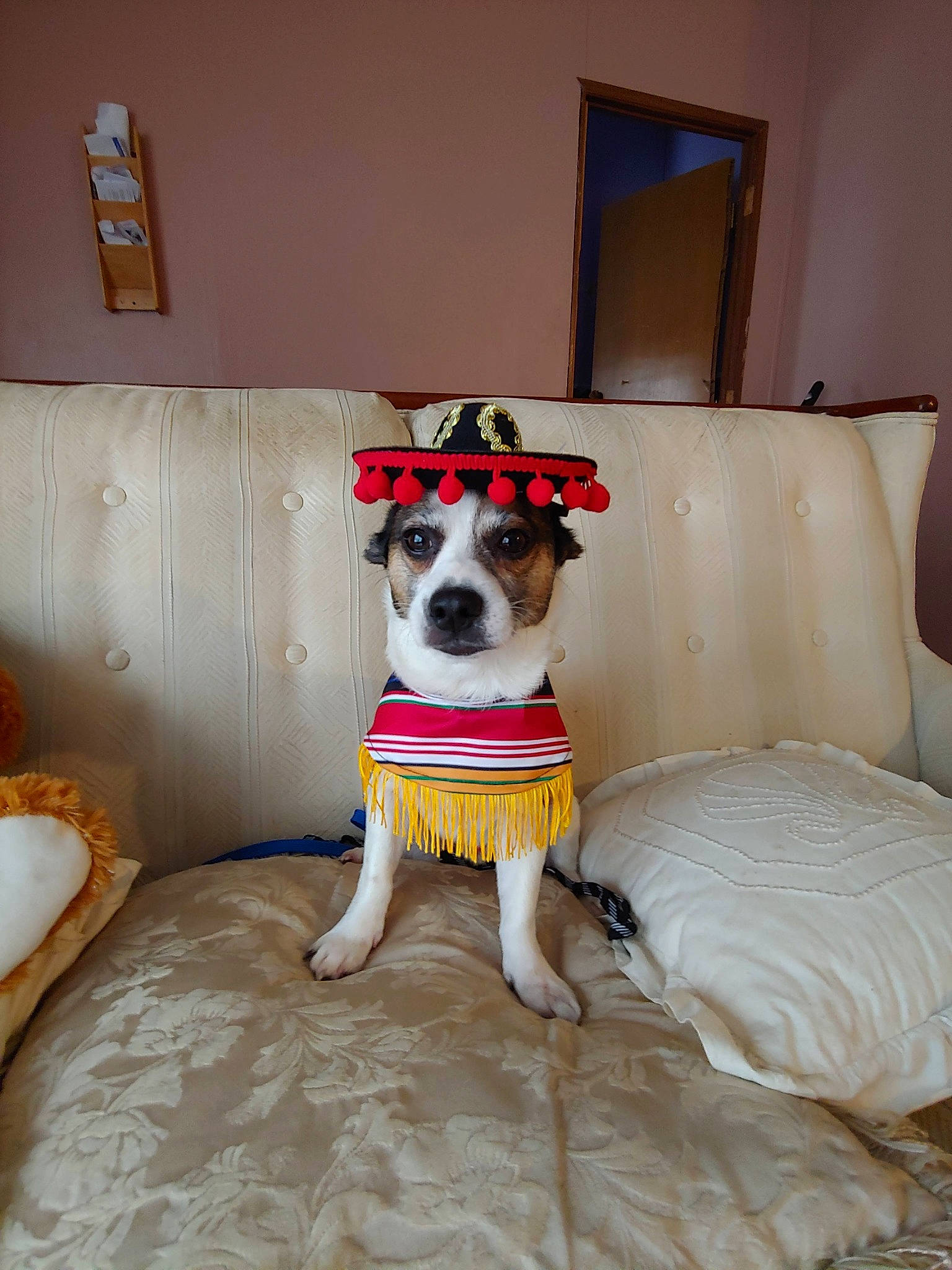 Grandady is registered to the contest to win money with this photo: carnivore, chair, collar, comfort, companion_dog, couch, dog, dog_breed, dog_clothes, dog_supply, fawn, floor, flooring, furniture, hardwood, interior_design, linens, living_room, pillow, room