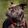 Oxia a rejoint le concours — aidez-le/la à gagner de superbes lots ! animal, brindle_coat, brown_eyes, canine, close_up, collar, daylight, dog, ears, focused, fur, nature, outdoor, pet, portrait, red_collar, serene, snout, water, wet