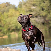 Oxia a rejoint le concours — aidez-le/la à gagner de superbes lots ! alert, animal, black_dog, canine, daylight, dog, forest, looking_up, nature, outdoor, pet, playful, red_collar, river, sand, shallow_water, standing, summer, water, wet_fur