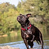 alert, animal, black_dog, canine, daylight, dog, forest, looking_up, nature, outdoor, pet, playful, red_collar, river, sand, shallow_water, standing, summer, water, wet_fur