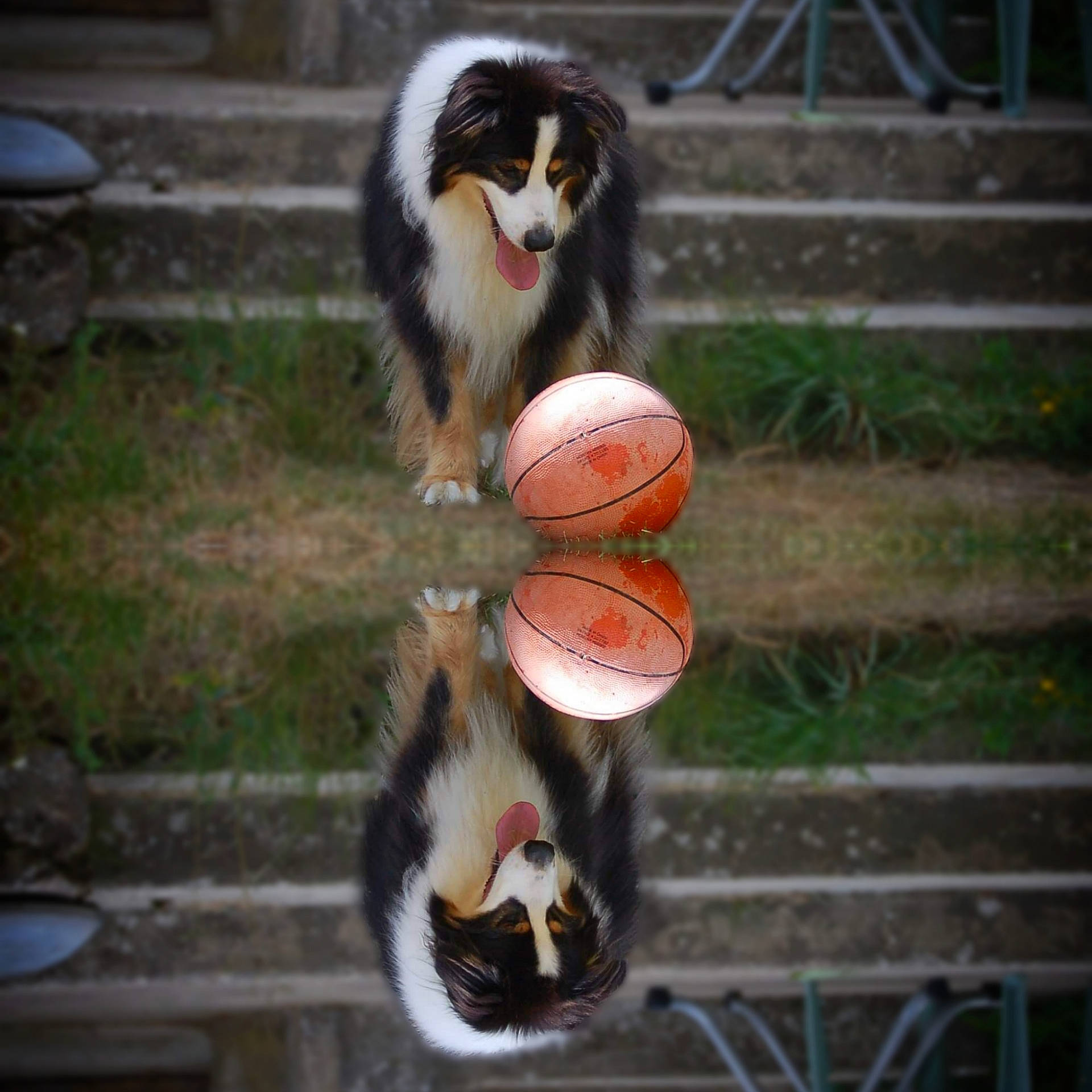 Byron participe au concours pour gagner de l'argent avec cette photo : canidae, carnivore, companion_dog, dog, dog_breed, fence, foot, fur, grass, natural_material, plant, shetland_sheepdog, sitting, snout, tail, terrestrial_animal, thigh, toy, wood, working_dog