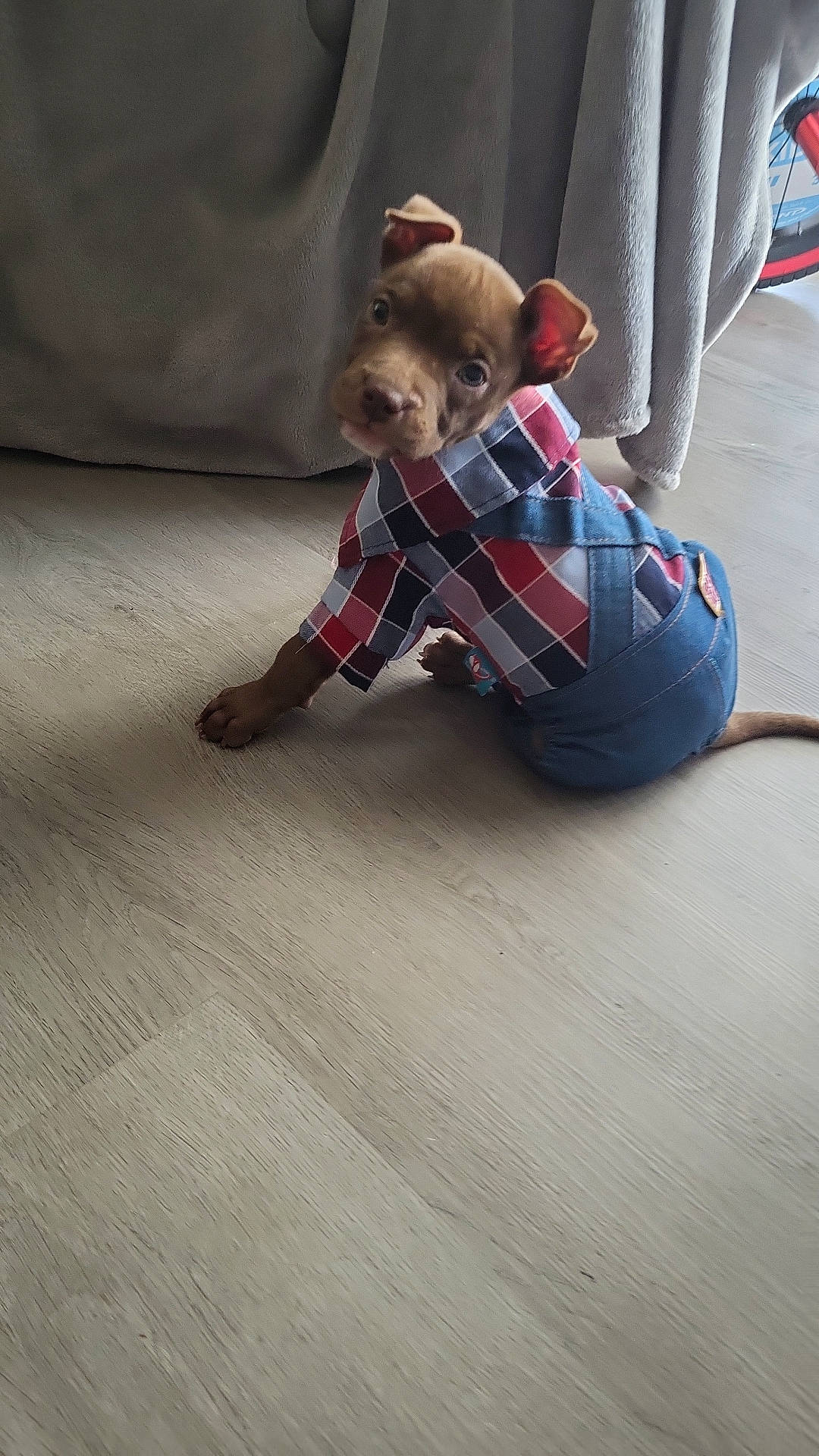 Bubba joined the competition — help win amazing prizes! accessories, animal, bulldog, canine, clothing, dog, face, hardwood, head, hound, indoors, interiordesign, pants, person, pet, photography, portrait, puppy, strap, wood