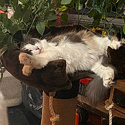 Geegee joined the competition — help win amazing prizes! cat, cat_tree, cozy, domestic, fluffy, fur, furniture, greenery, home, houseplant, indoor, leaf, paw, pet, plant, relaxed, resting, rope, sleeping, wood_floor