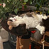 cat, cat_tree, cozy, domestic, fluffy, fur, furniture, greenery, home, houseplant, indoor, leaf, paw, pet, plant, relaxed, resting, rope, sleeping, wood_floor