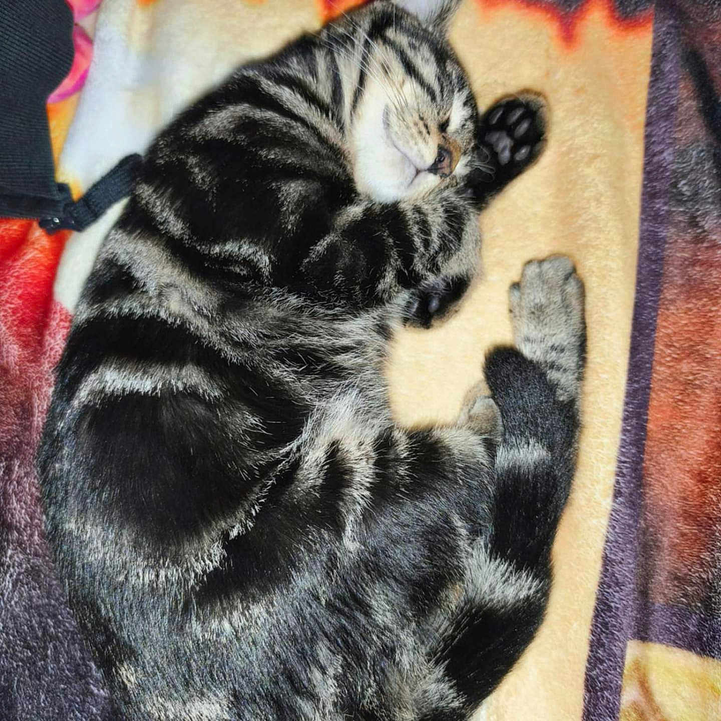 Perle participe au concours pour gagner de l'argent avec cette photo : animal, blanket, cat, cozy, curled_up, cute, domestic, feline, fur, indoor, nap, paw, pet, relaxation, resting, sleeping, soft, striped, tabby, whiskers