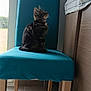 cat, tabby_cat, chair, turquoise, indoor, wooden_furniture, tiled_floor, natural_light, window, glass_door, pet, animal, feline, domestic_cat, sitting, striped_fur, looking_sideways, quiet, cozy, house