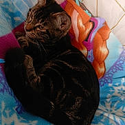 Perle a rejoint le concours — aidez-le/la à gagner de superbes lots ! cat, tabby, feline, pet, animal, blanket, fleece, snowflake_pattern, colorful, cozy, indoor, resting, curious, fur, whiskers, ears, tail, comfort, relaxing, soft