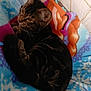 cat, tabby, feline, pet, animal, blanket, fleece, snowflake_pattern, colorful, cozy, indoor, resting, curious, fur, whiskers, ears, tail, comfort, relaxing, soft
