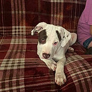 Violet Lee is registered to the contest to win money with this photo: puppy, dog, pet, white, brown_spot, plaid_blanket, couch, indoor, relaxed, cute, young_dog, animal, companion, furniture, person_partial, purple_shirt, denim_shorts, resting, cozy, home