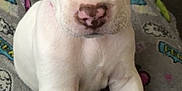 Violet Lee is registered to the contest to win money with this photo: puppy, dog, white_dog, brown_patch, close_up, sitting, blanket, colorful_blanket, rainbow, heart, cloud, cute, pet, animal, indoor, young_dog, paw, face, nose, ears