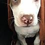 Violet Lee joined the competition — help win amazing prizes! puppy, dog, hoodie, brown, white, close_up, cute, pet, animal, young, canine, fur, nose, eyes, whiskers, indoors, portrait, looking, sitting, leash