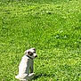 Violet Lee is registered to the contest to win money with this photo: dog, puppy, white_dog, brown_patch, grass, outdoor, pet, sitting, backyard, nature, sunlight, collar, animal, canine, greenery, curious, young_dog, summer, daytime, alone