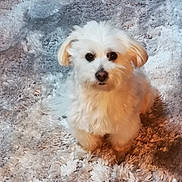 Panpan a rejoint le concours — aidez-le/la à gagner de superbes lots ! adorable, animal, carpet, companion, cozy, cute, cute_pet, dog, domestic_animal, fluffy, friendly, fur, home, indoor, looking_up, pet, portrait, sitting, small_dog, white_dog