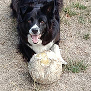 Joy a rejoint le concours — aidez-le/la à gagner de superbes lots ! dog, black_and_white, grass, worn_out_ball, soccer_ball, pet, outdoor, animal, playful, happy, tongue_out, fur, ears, mouth_open, front_paws, nature, field, canine, smiling, laying_down