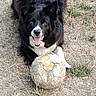 dog, black_and_white, grass, worn_out_ball, soccer_ball, pet, outdoor, animal, playful, happy, tongue_out, fur, ears, mouth_open, front_paws, nature, field, canine, smiling, laying_down