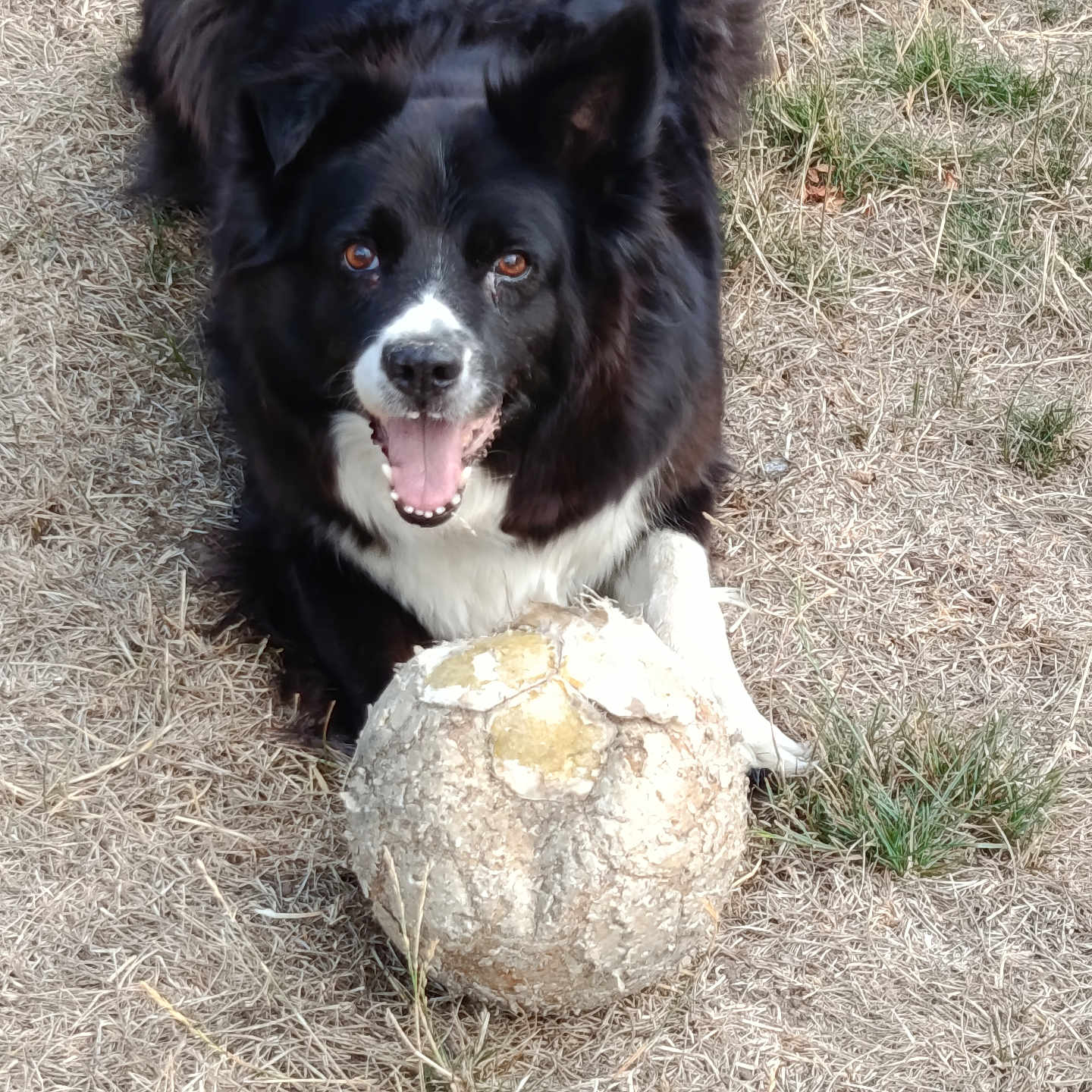 Joy a rejoint le concours — aidez-le/la à gagner de superbes lots ! dog, black_and_white, grass, worn_out_ball, soccer_ball, pet, outdoor, animal, playful, happy, tongue_out, fur, ears, mouth_open, front_paws, nature, field, canine, smiling, laying_down