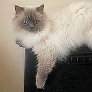Blu is registered to the contest to win money with this photo: cat, fluffy, blue_eyes, furniture, indoor, pet, animal, relaxed, lounging, beige_wall, long_fur, portrait, close_up, cute, paw, resting, domestic_cat, mammal, feline, calm