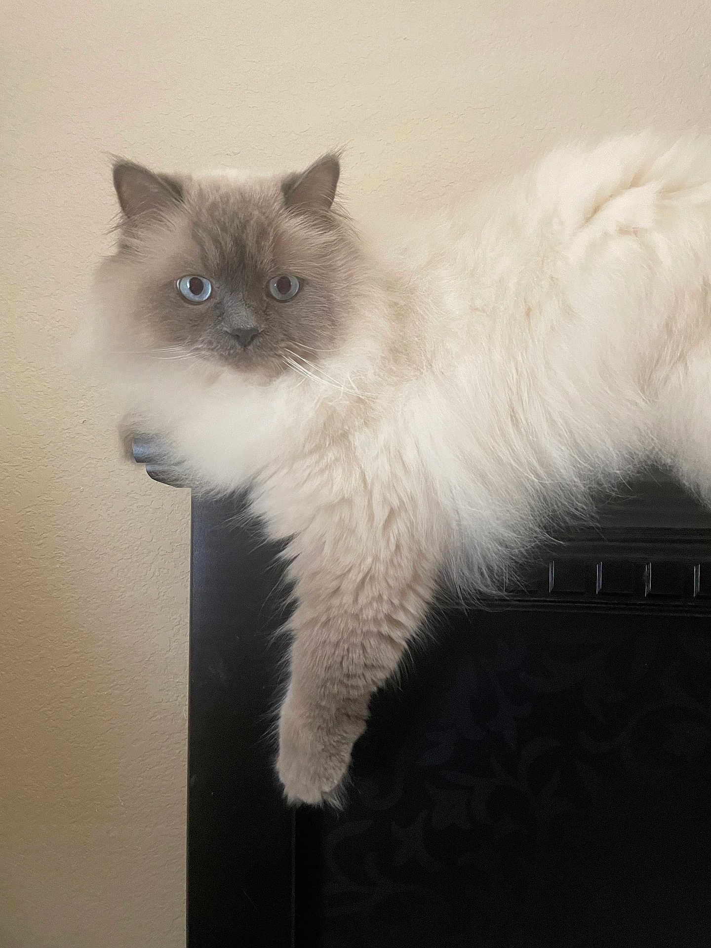 Blu is registered to the contest to win money with this photo: cat, fluffy, blue_eyes, furniture, indoor, pet, animal, relaxed, lounging, beige_wall, long_fur, portrait, close_up, cute, paw, resting, domestic_cat, mammal, feline, calm