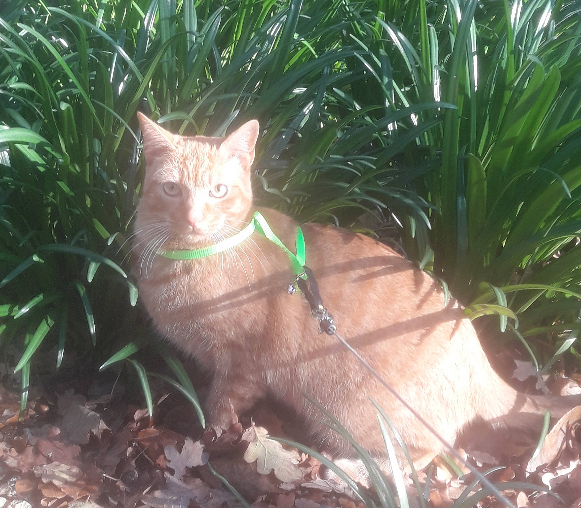 Sushi participe au concours pour gagner de l'argent avec cette photo : carnivore, cat, chair, domestic_short_haired_cat, fawn, felidae, grass, grass_family, groundcover, landscape, plant, shrub, small_to_medium_sized_cats, soil, tail, terrestrial_animal, terrestrial_plant, whiskers, wildlife, wood