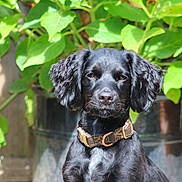 Raven is registered to the contest to win money with this photo: dog, black_dog, pet, collar, floppy_ears, outdoor, green_leaves, plant, sunlight, fence, portrait, animal, cute, domestic_animal, nature, young_dog, sitting, canine, garden, daylight