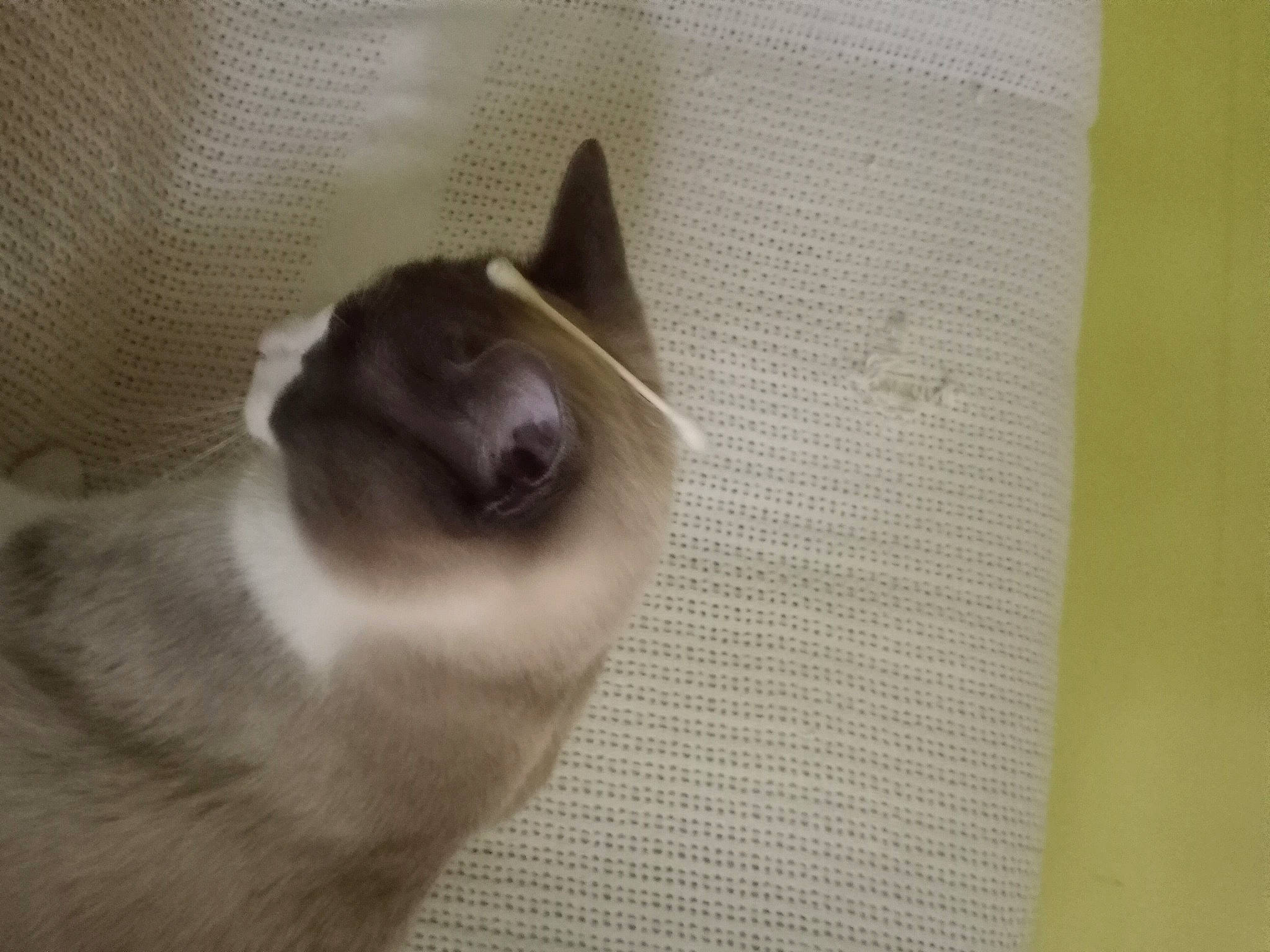 Brian joined the competition — help win amazing prizes! balinese, birman, canidae, carnivore, cat, dog_breed, domestic_short_haired_cat, fawn, felidae, fur, grey, paw, siamese, small_to_medium_sized_cats, snout, tail, thai, tonkinese, whiskers, wood