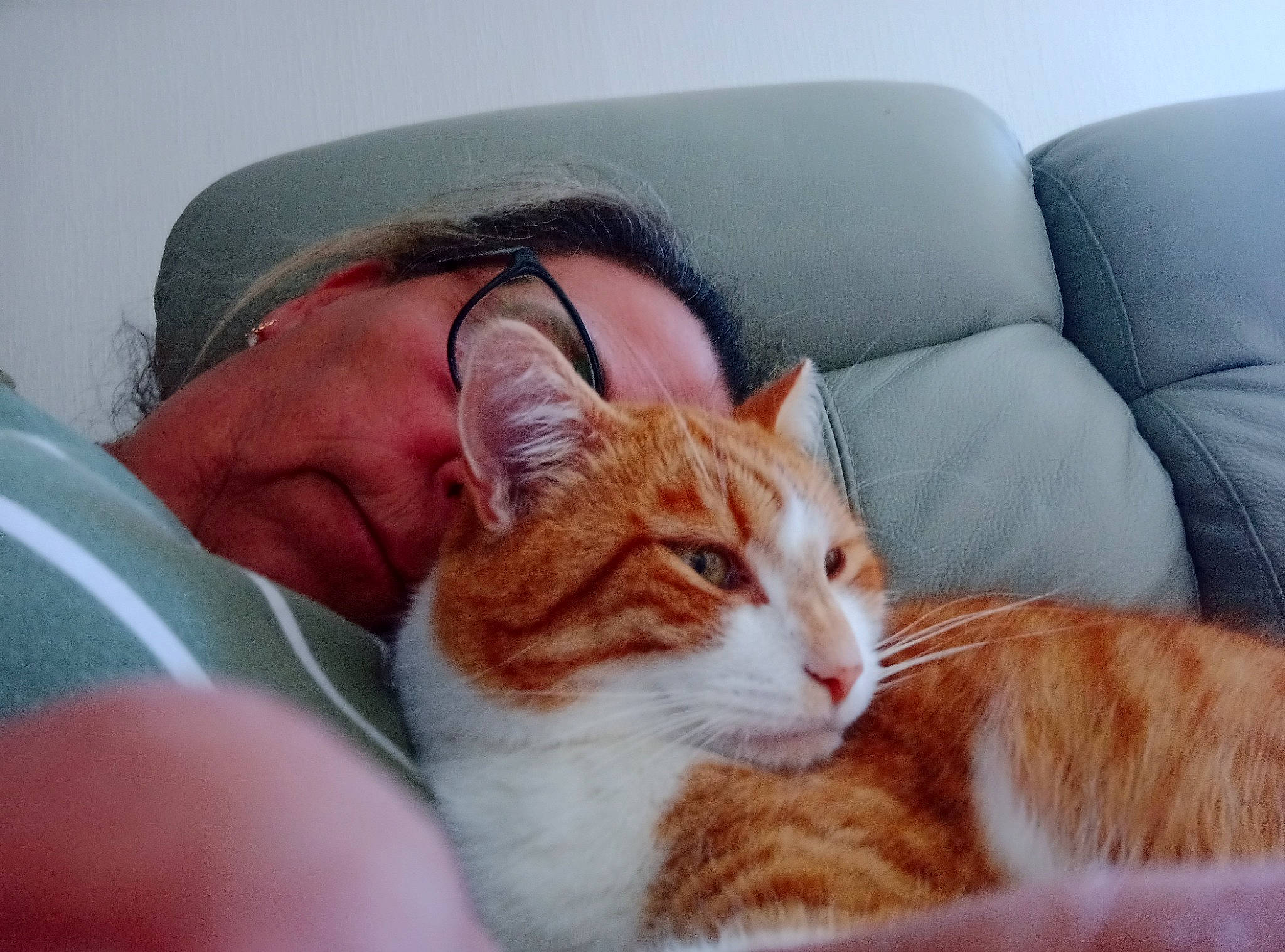 Gribouille a rejoint le concours — aidez-le/la à gagner de superbes lots ! carnivore, cat, comfort, couch, domestic_short_haired_cat, ear, fawn, felidae, fur, hat, sitting, small_to_medium_sized_cats, sun_hat, tail, whiskers