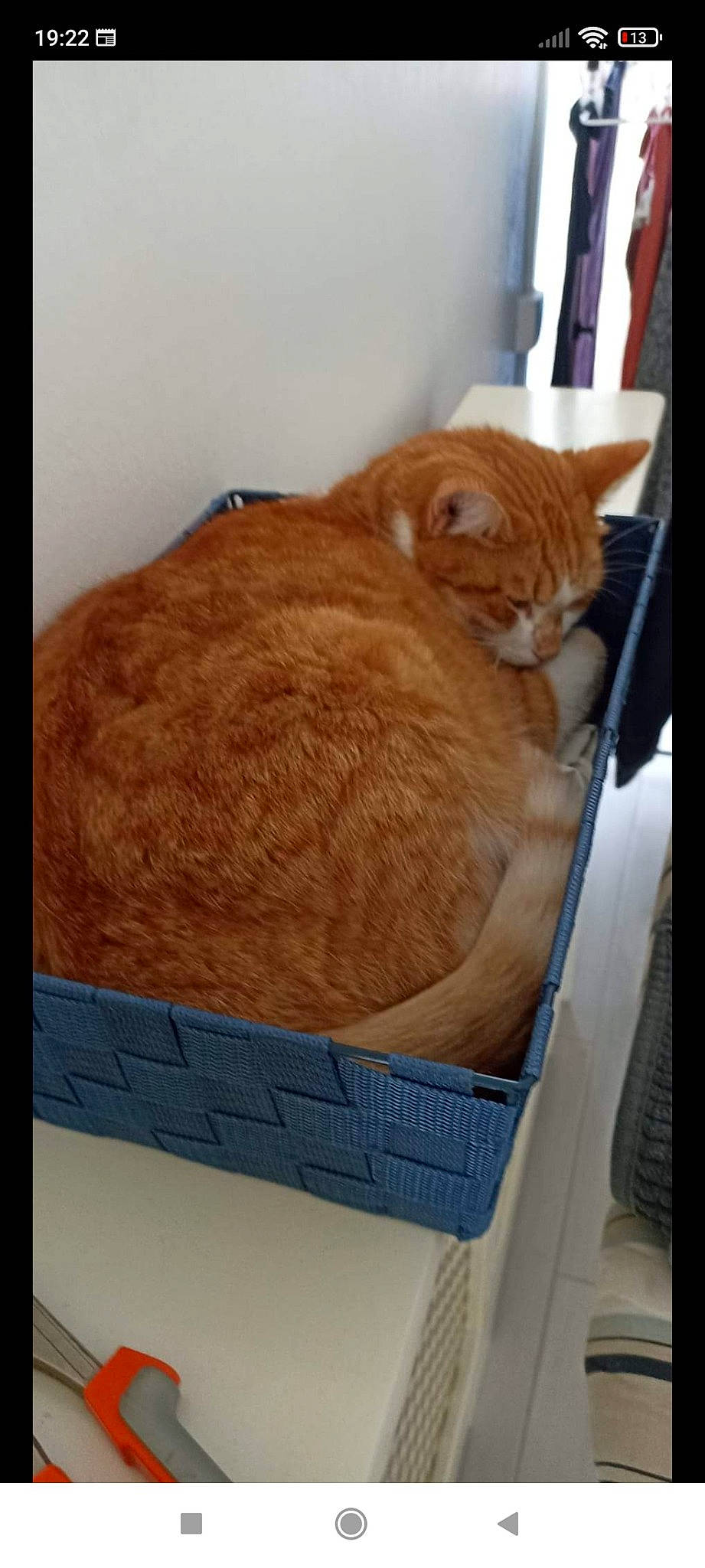 Gribouille participe au concours pour gagner de l'argent avec cette photo : bag, box, carnivore, cat, cat_supply, comfort, domestic_short_haired_cat, fawn, felidae, fur, hardwood, nap, pet_supply, rectangle, small_to_medium_sized_cats, tail, whiskers, wood